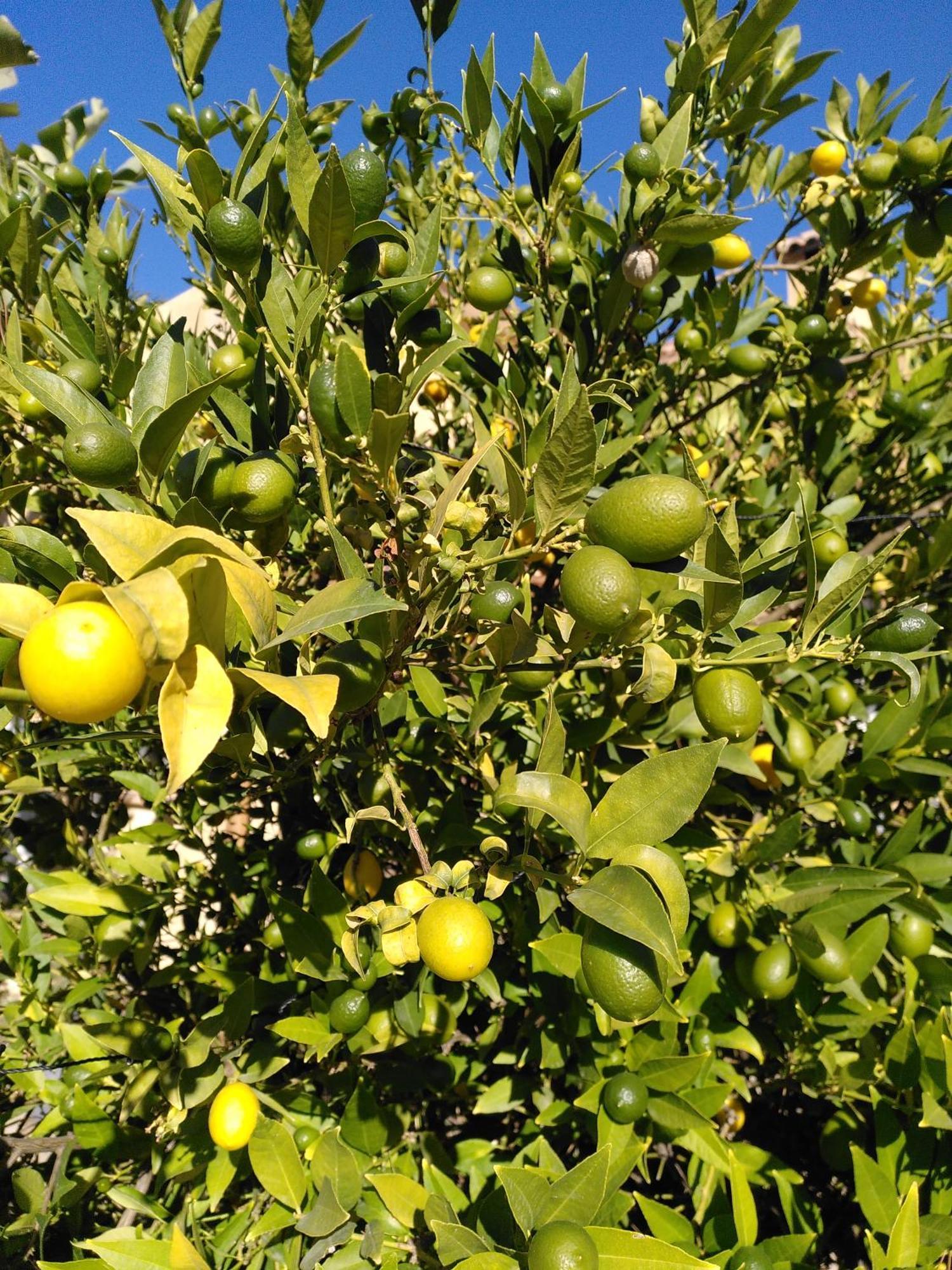 Finca Caracol Bolulla Kültér fotó